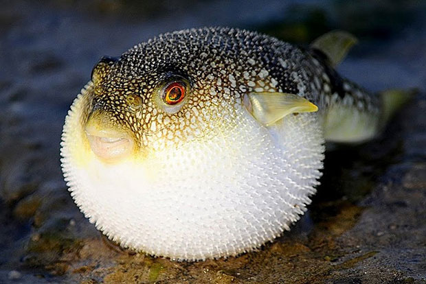 Фугу (рыба-шар, иглобрюх)
